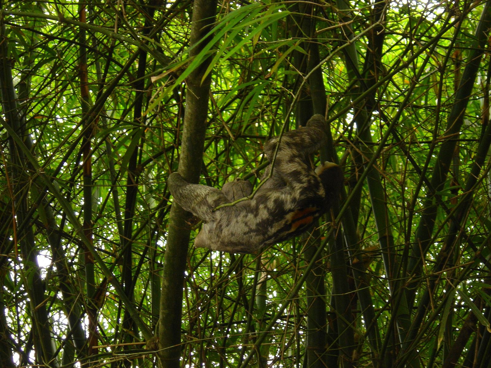 Fonds d'cran Animaux Singes mouton paresseux (Cacao - Guyane - 07/2005)