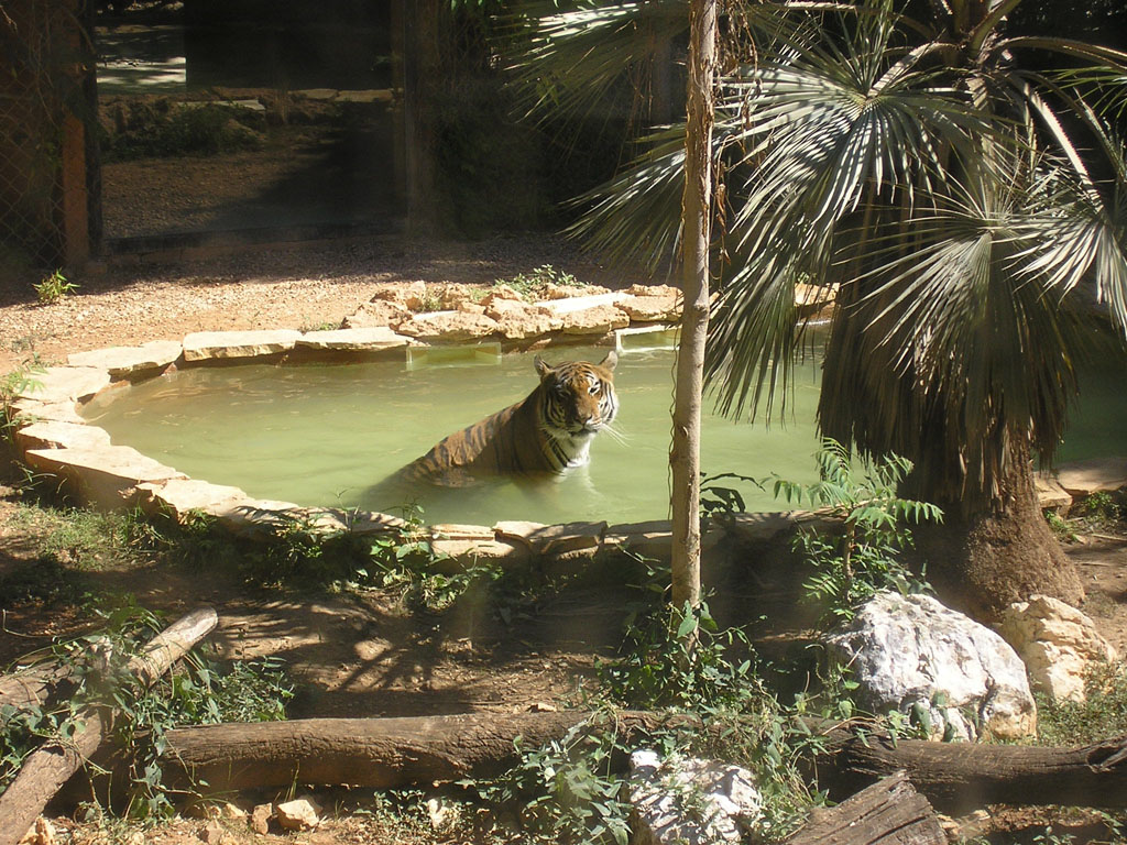 Fonds d'cran Animaux Flins - Tigres le bain du tigre