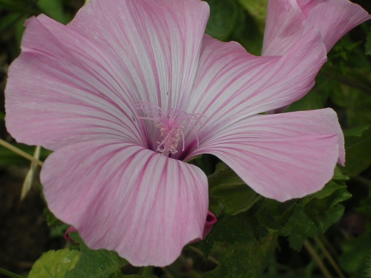 Fonds d'cran Nature Fleurs lavatre