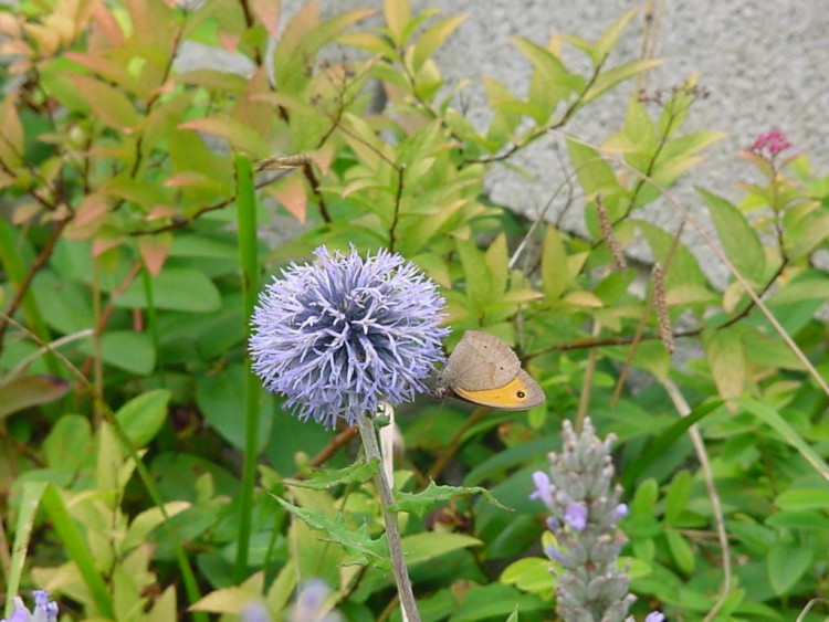 Fonds d'cran Animaux Insectes - Papillons chardon