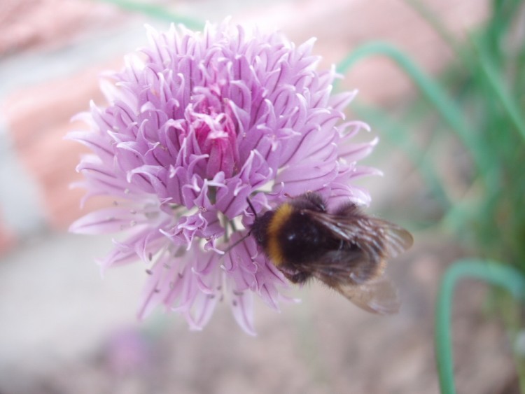 Fonds d'cran Animaux Insectes - Abeilles Gupes ... La ciboulette et le bourdon