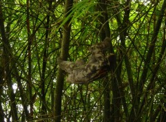 Fonds d'cran Animaux mouton paresseux (Cacao - Guyane - 07/2005)