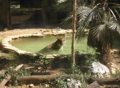 Fonds d'cran Animaux le bain du tigre