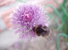 Fonds d'cran Animaux La ciboulette et le bourdon