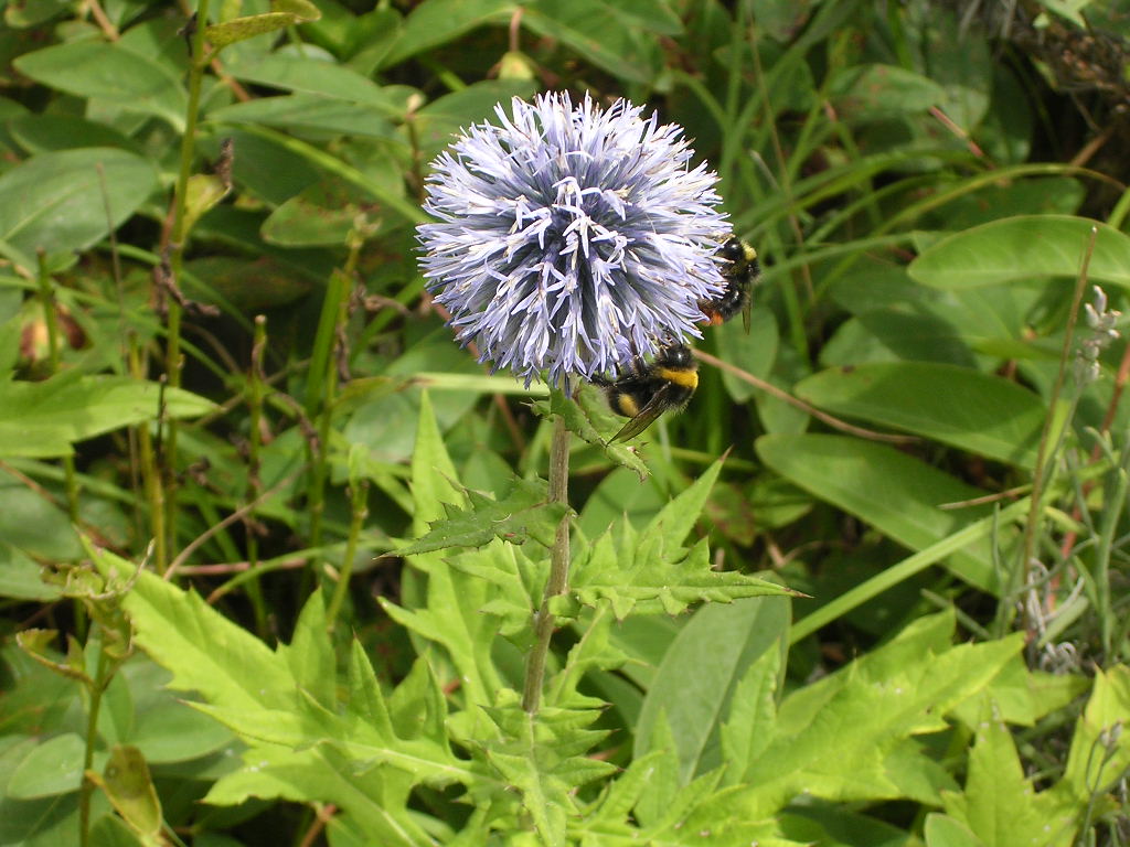 Fonds d'cran Animaux Insectes - Abeilles Gupes ... bourdons