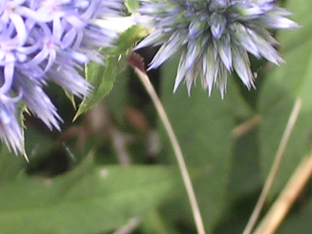 Fonds d'cran Nature Fleurs chardon