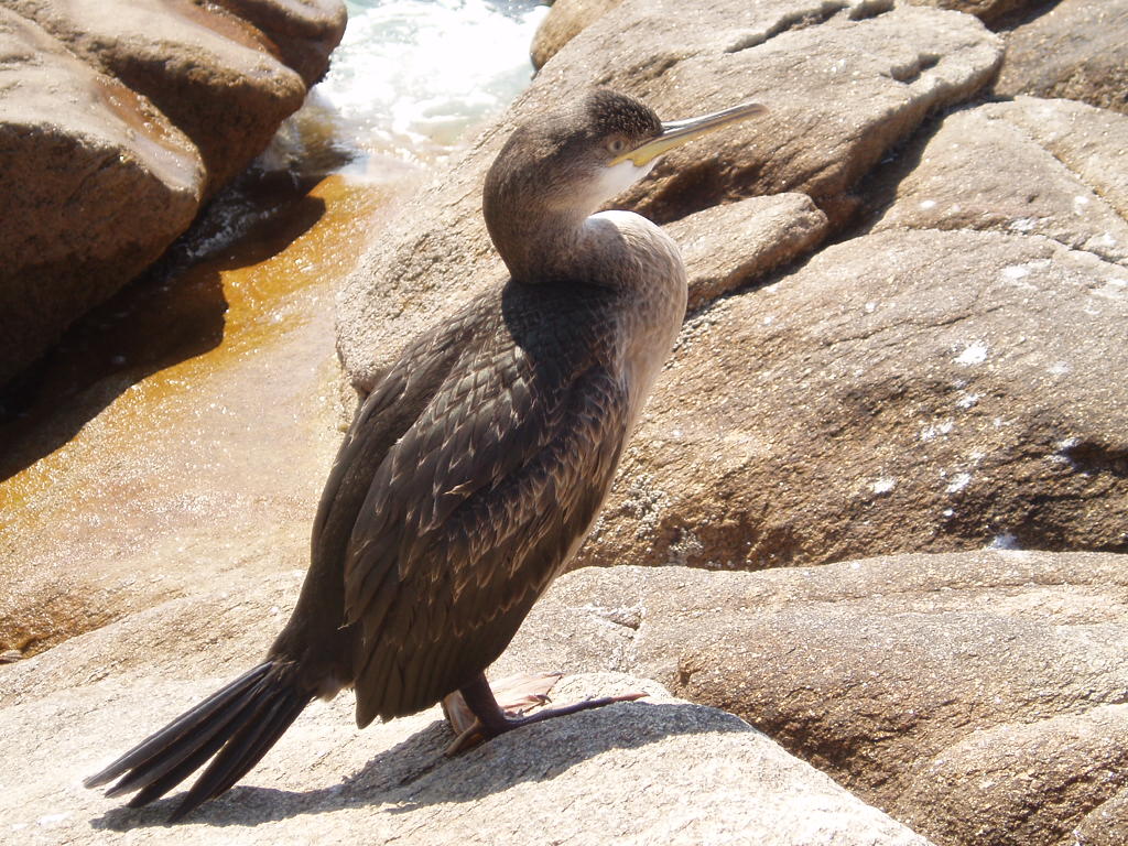 Fonds d'cran Animaux Oiseaux - Canards Cormoran ...