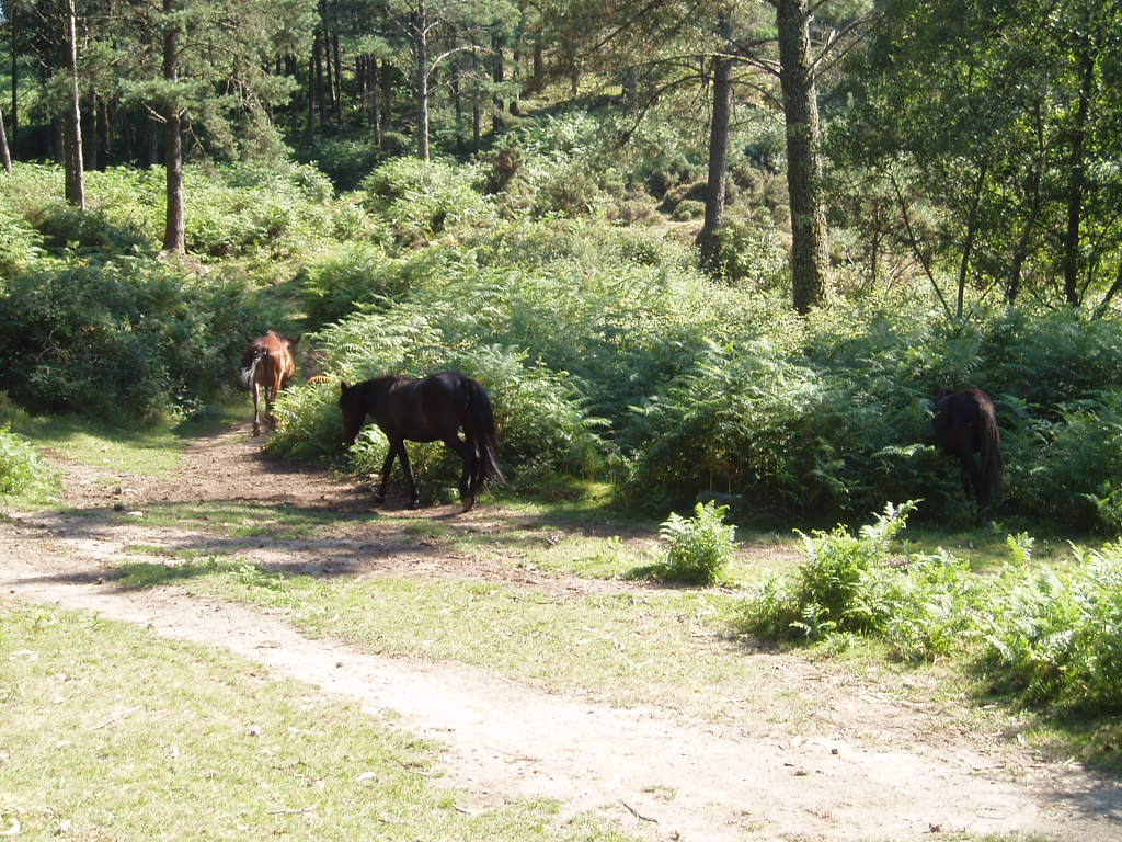 Wallpapers Animals Horses Chevaux sauvage