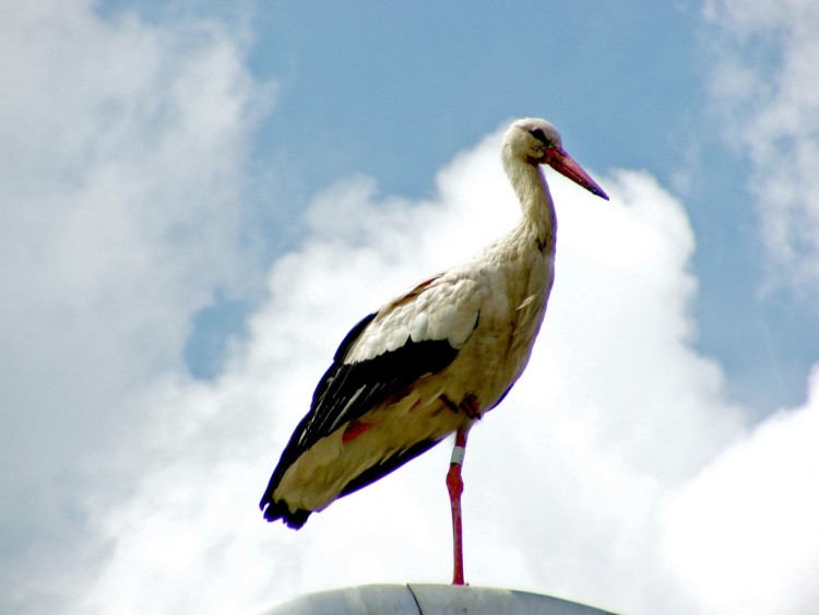 Fonds d'cran Animaux Oiseaux - Cigognes L'emblme de l'Alsace..