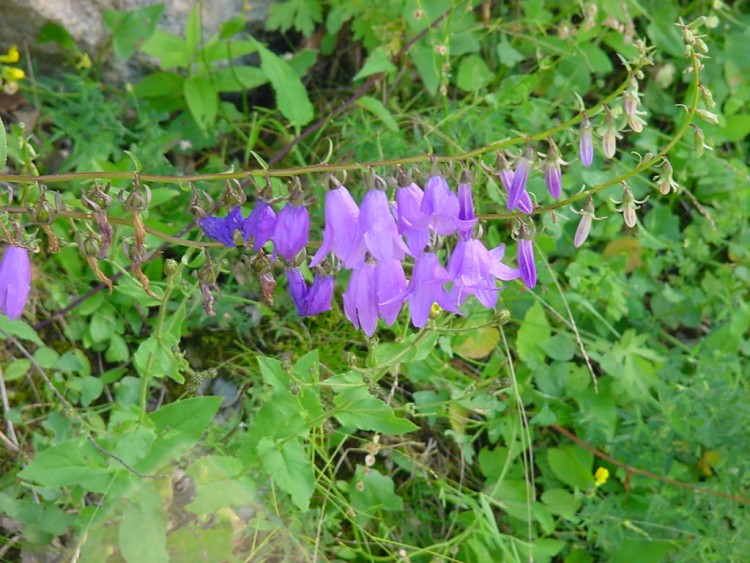 Fonds d'cran Nature Fleurs campanule