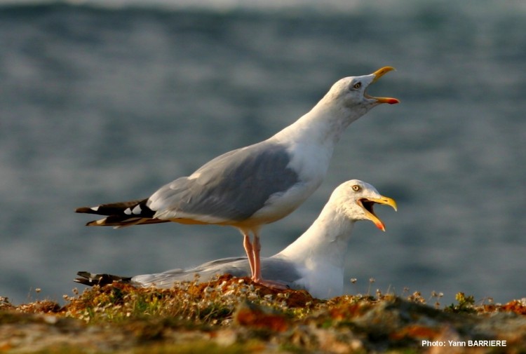 Fonds d'cran Animaux Oiseaux - Canards Golands  Belle-Ile