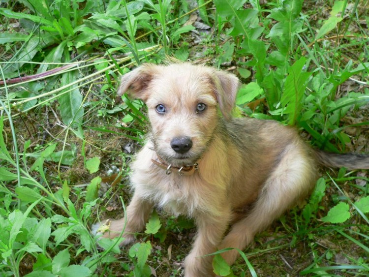 Fonds d'cran Animaux Chiens Menchi