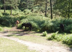 Wallpapers Animals Chevaux sauvage