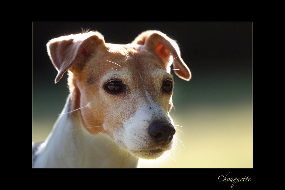 Fonds d'cran Animaux Chiens la plus belle