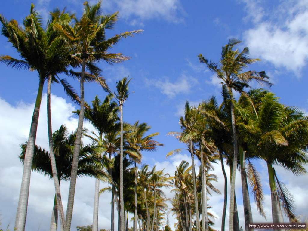 Fonds d'cran Nature Arbres - Forts Cocotiers