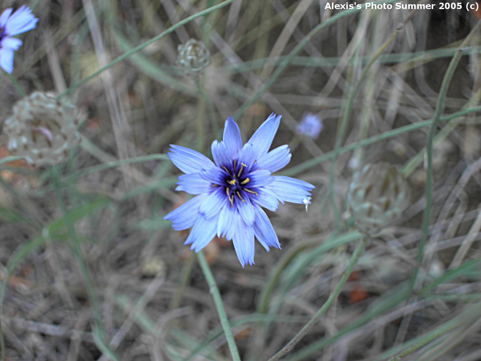 Wallpapers Nature Flowers Bleu