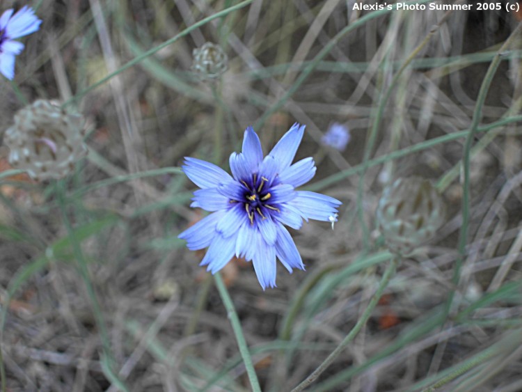 Fonds d'cran Nature Fleurs Bleu