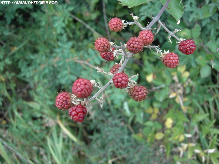 Fonds d'cran Nature Fruits Framboises sauvages rouges