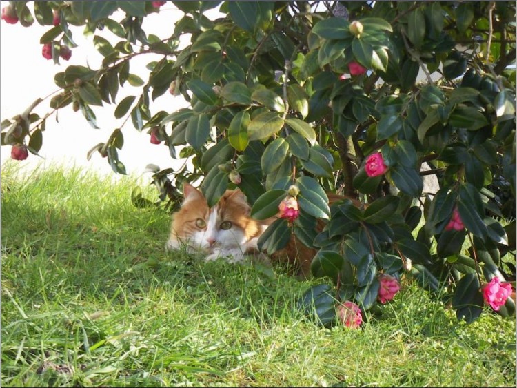 Fonds d'cran Animaux Chats - Chatons Chats