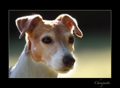 Fonds d'cran Animaux la plus belle