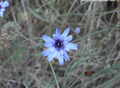 Fonds d'cran Nature Bleu