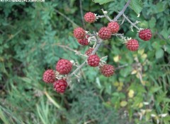 Fonds d'cran Nature Framboises sauvages rouges