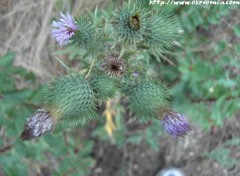 Fonds d'cran Nature Chardon en fleur du diois profond