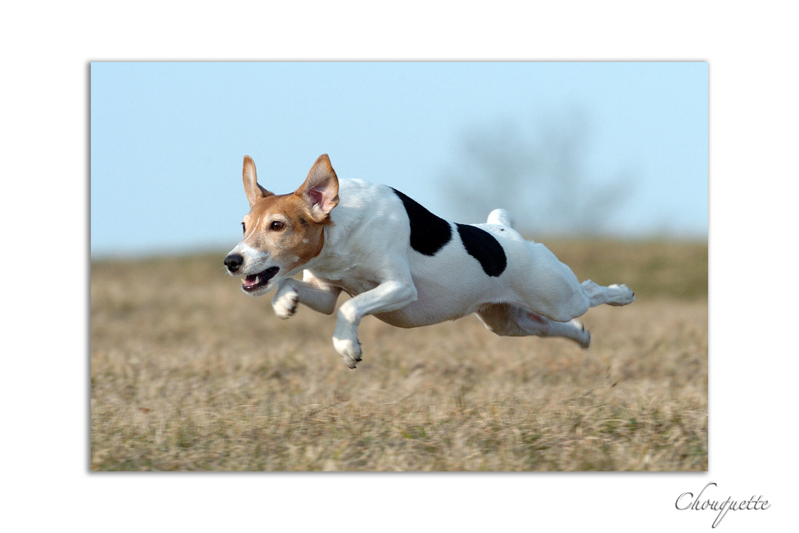 Fonds d'cran Animaux Chiens Chouquette plein gaz.