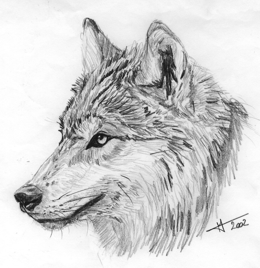 Wallpapers Art - Pencil Animals - Wolves Loup