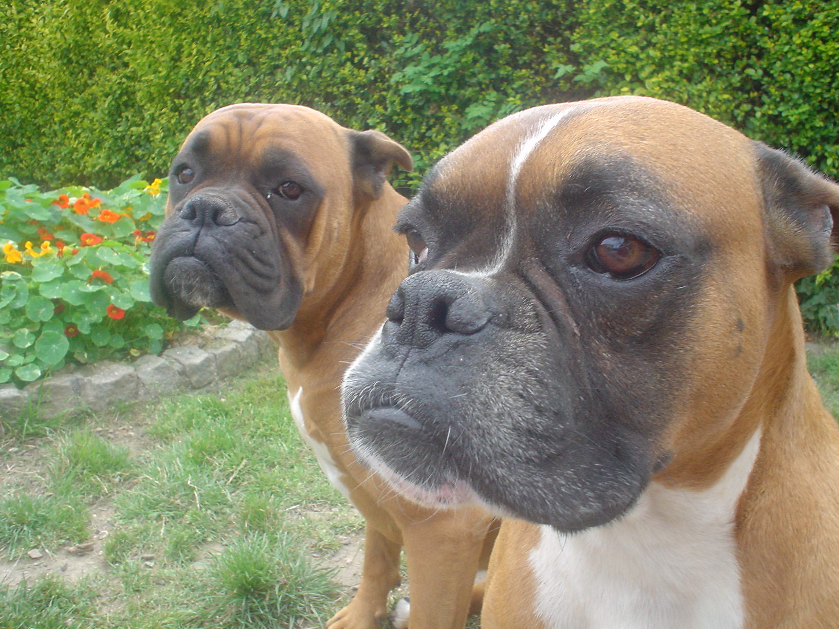 Fonds d'cran Animaux Chiens simba et oscar