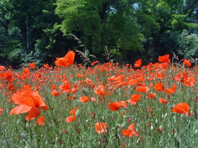 Fonds d'cran Nature Fleurs Pour les amoureux des coquelicots...