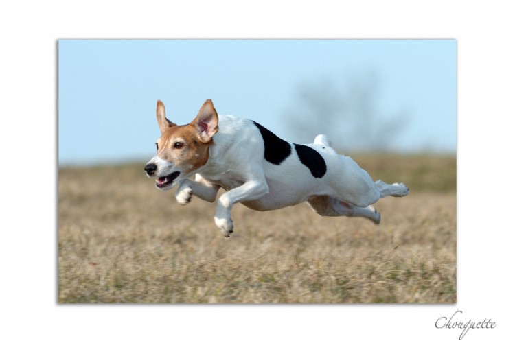 Fonds d'cran Animaux Chiens Chouquette plein gaz.