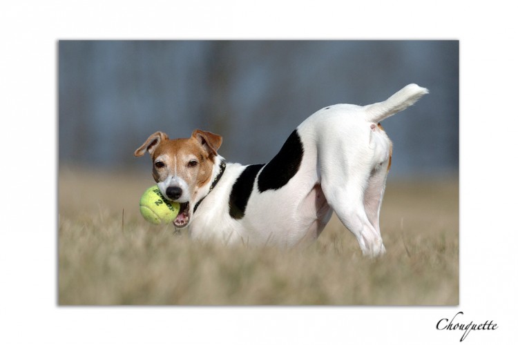 Fonds d'cran Animaux Chiens Touche pas ma balle