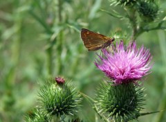 Fonds d'cran Animaux Papillon en balade...