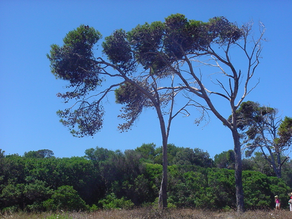 Fonds d'cran Nature Arbres - Forts pin maritime