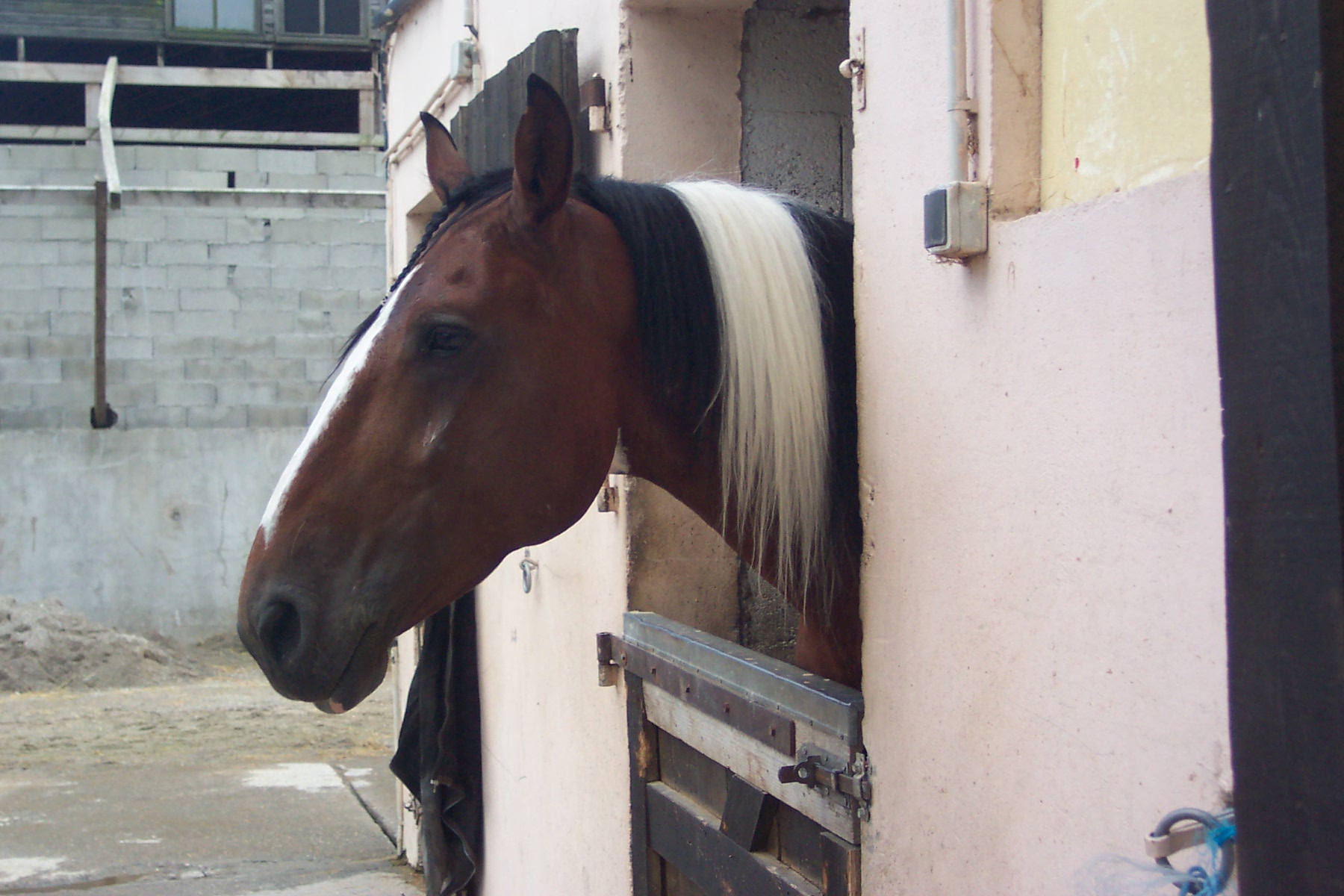 Fonds d'cran Animaux Chevaux Milou