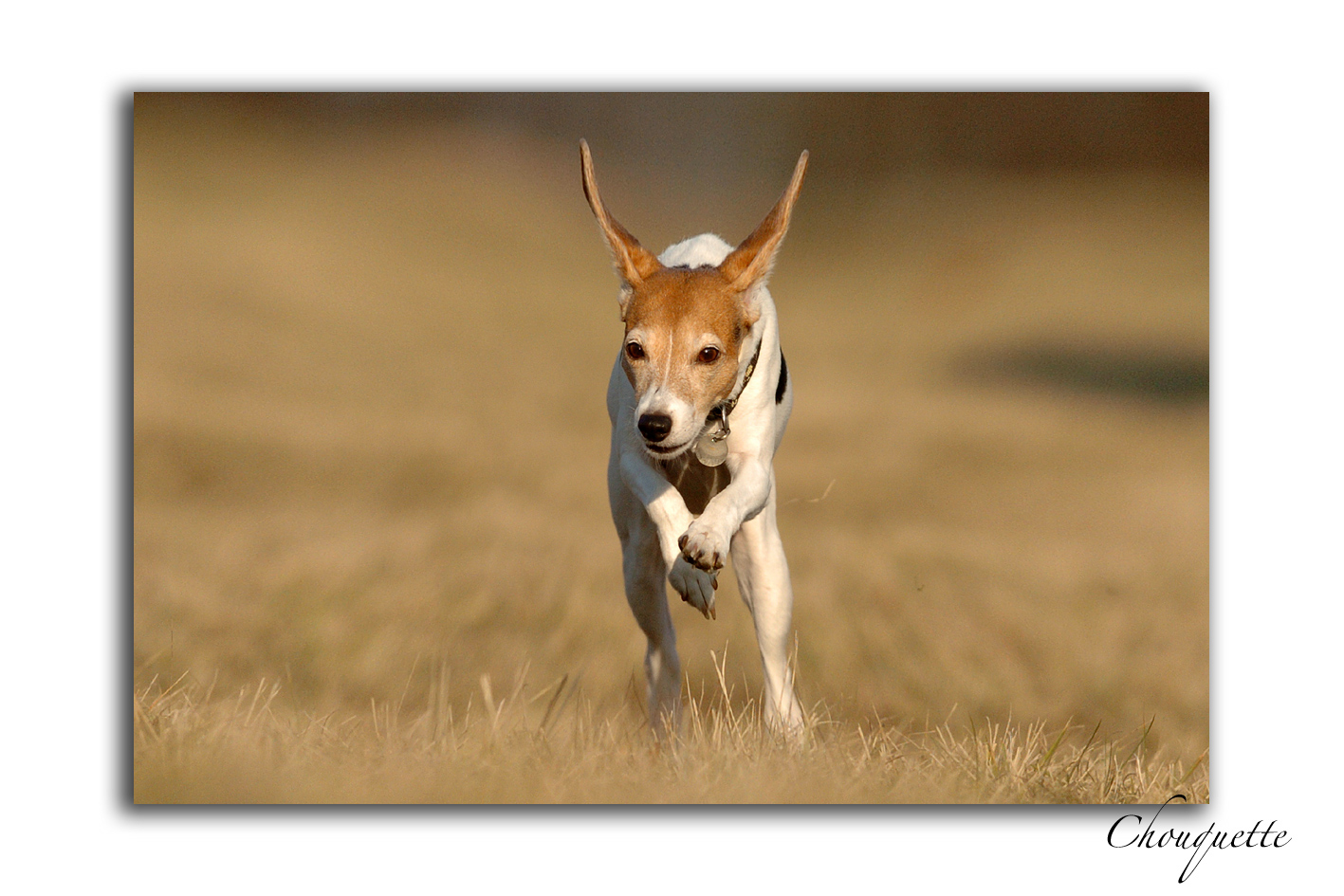 Fonds d'cran Animaux Chiens CHOUQUETTE 