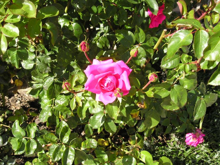 Fonds d'cran Nature Fleurs rose du jardin