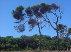 Fonds d'cran Nature pin maritime