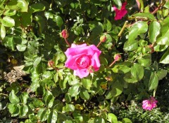 Fonds d'cran Nature rose du jardin