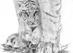 Wallpapers Art - Pencil Jeune tigre et sa mre
