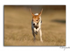 Fonds d'cran Animaux CHOUQUETTE 