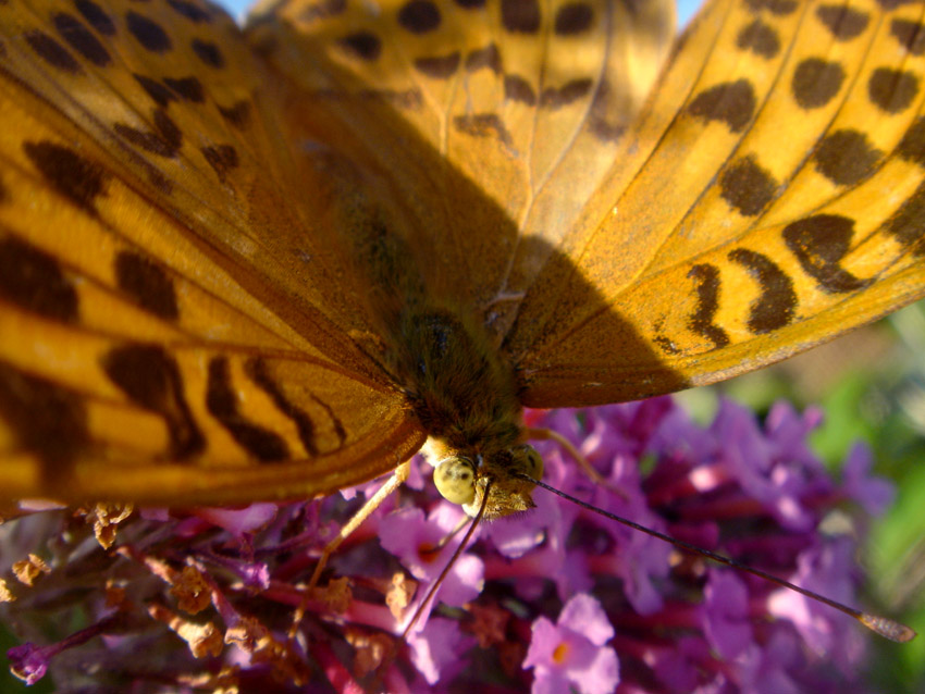 Fonds d'cran Animaux Insectes - Papillons et re re  !!