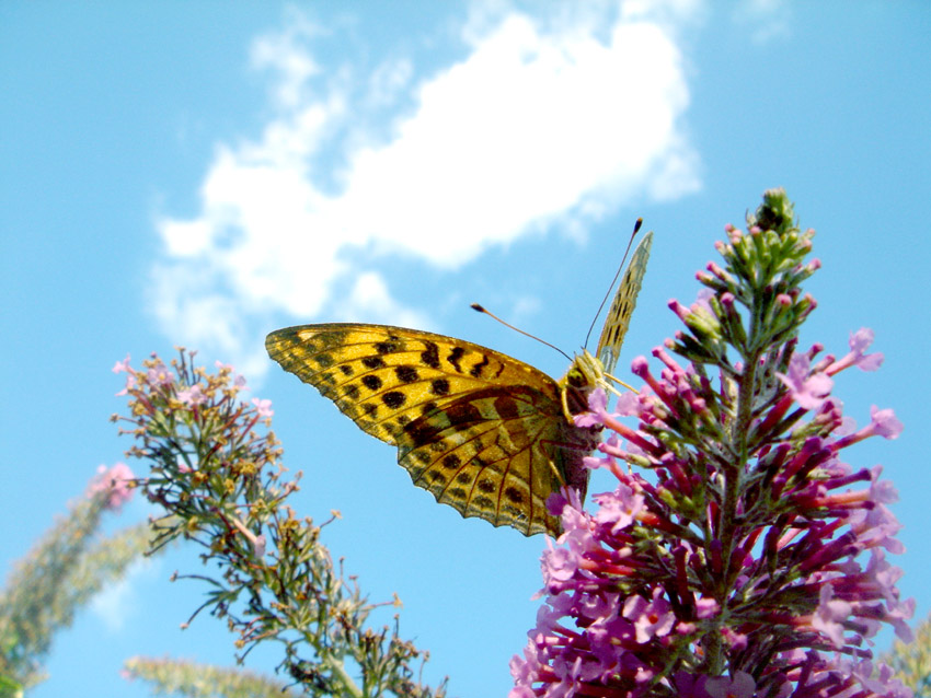 Fonds d'cran Animaux Insectes - Papillons et encore ....