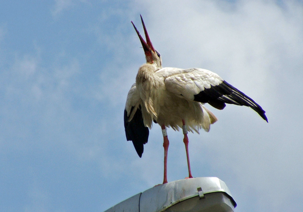 Fonds d'cran Animaux Oiseaux - Cigognes Cigogne d'Alsace...