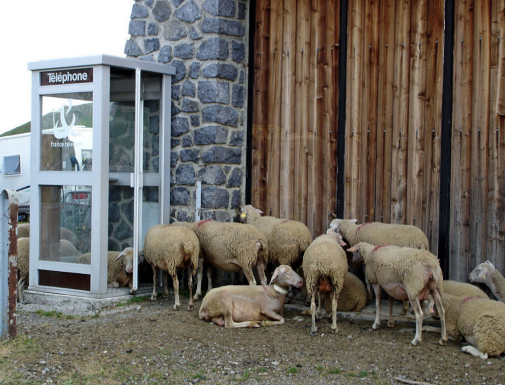 Wallpapers Animals Sheeps Cabine tlphonique de chez