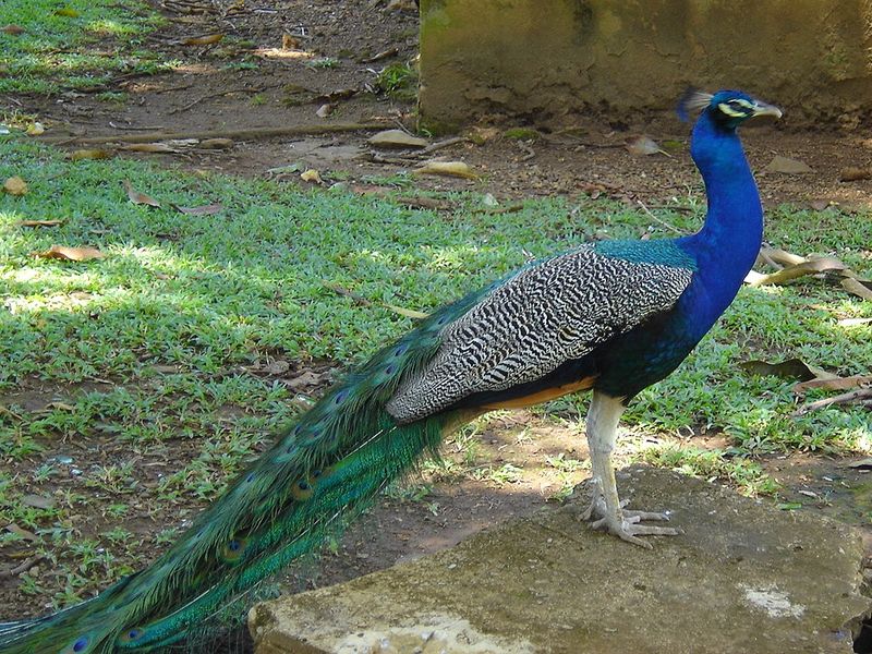 Wallpapers Animals Birds - Peacocks paon