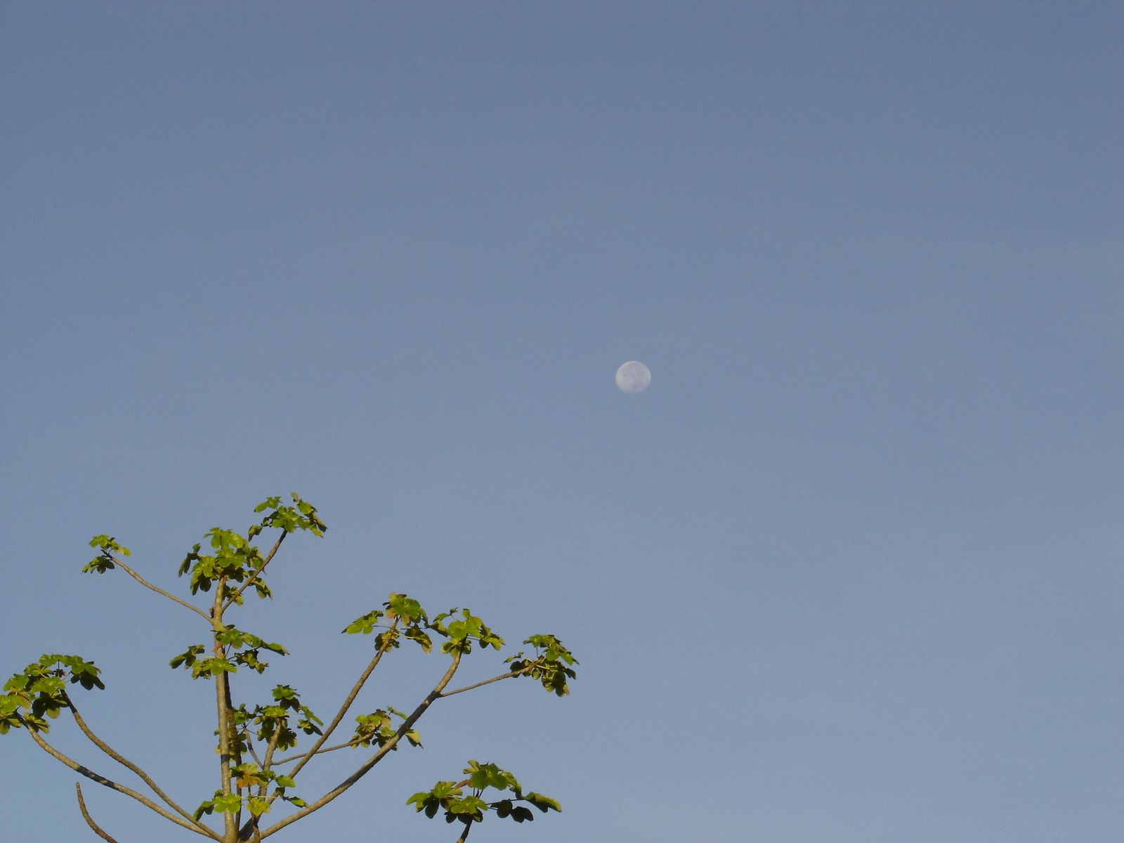 Fonds d'cran Nature Ciel - Nuages lune matinale (guyane)