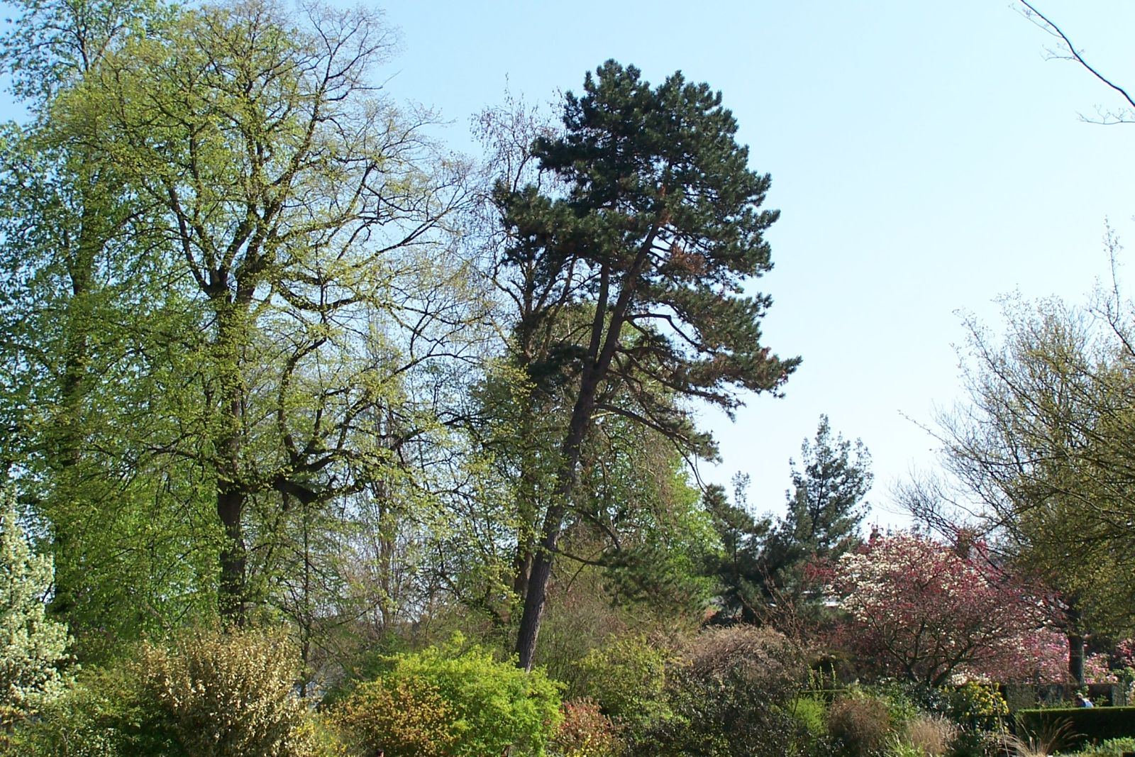 Fonds d'cran Nature Arbres - Forts Jardin des plantes