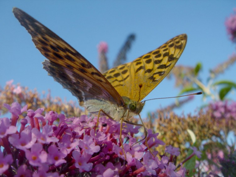 Fonds d'cran Animaux Insectes - Papillons arbre  papillon ....porte bien son nom ...